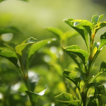 Testing for pesticides in tea leaves and the benefits of organic farming Dubai UAE