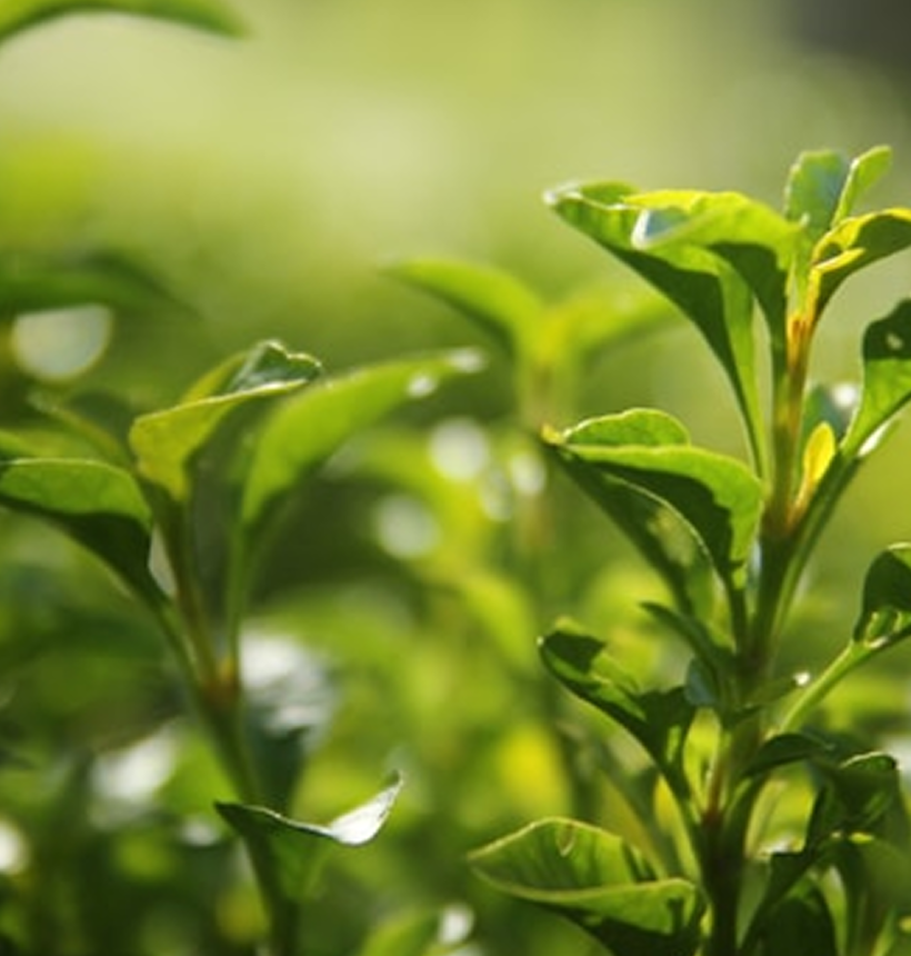 Testing for pesticides in tea leaves and the benefits of organic farming Dubai UAE