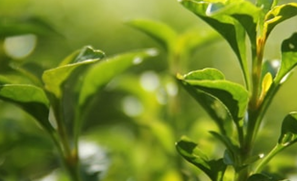 Testing for pesticides in tea leaves and the benefits of organic farming Dubai UAE