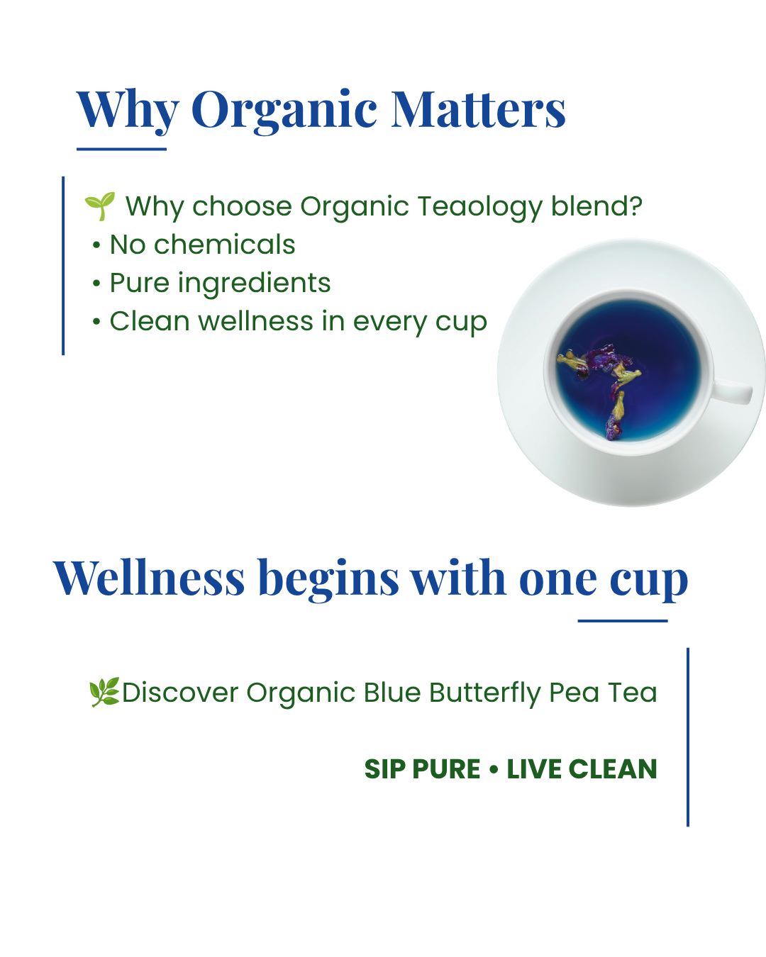 Blue Butterfly Tea Organic Teaology